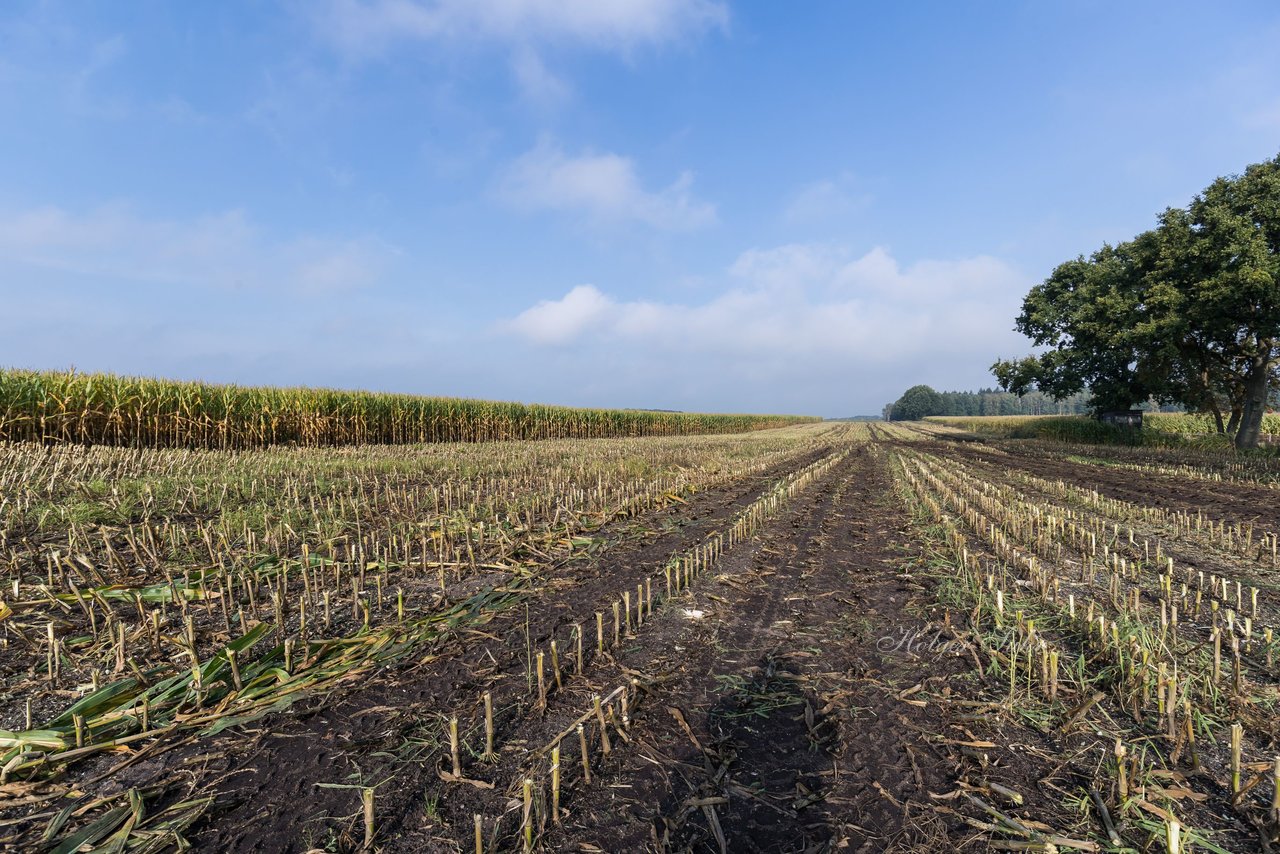 Bild 128 - Maisernte